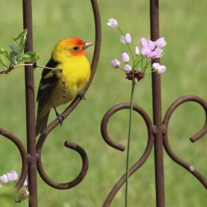 Wild bird perched in Sorrento yard